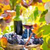 grape harvest bucket with red wine bottle and wine glass